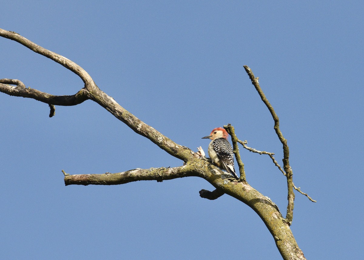 Red-bellied Woodpecker - ML635388877