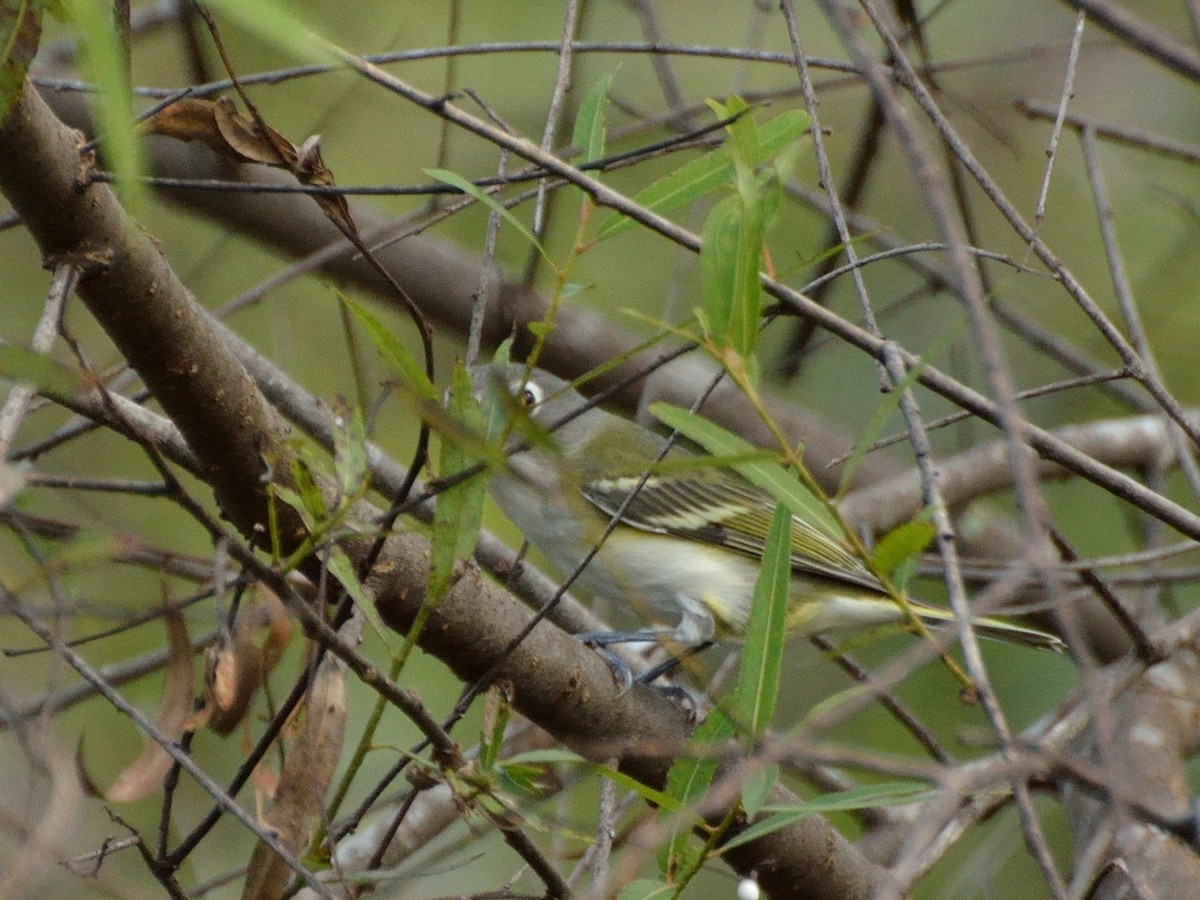 Blue-headed Vireo - ML635388968