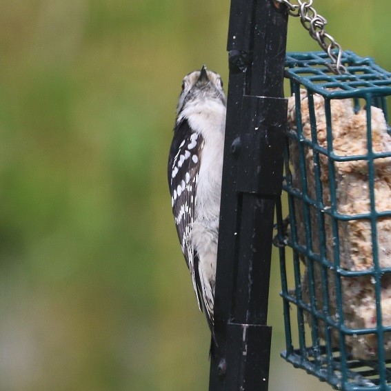 Downy Woodpecker - ML635389110