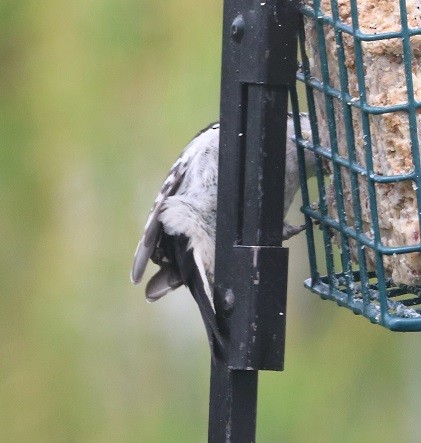 Downy Woodpecker - ML635389111