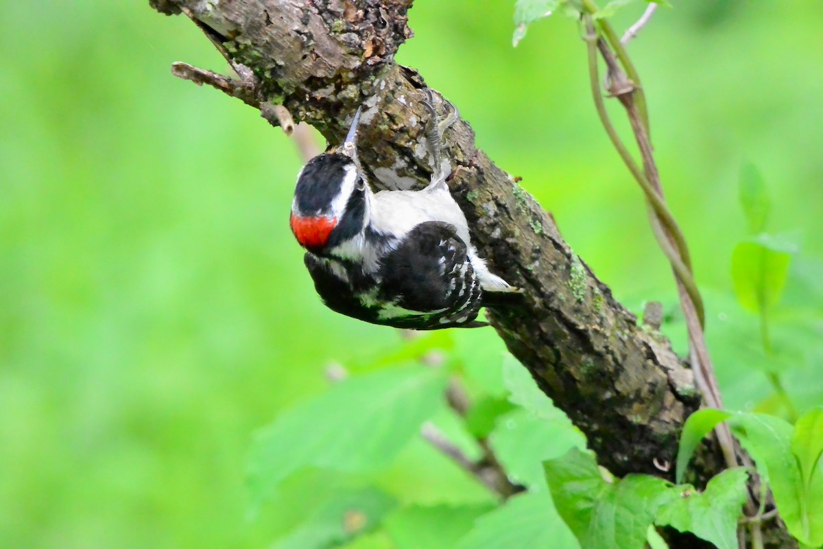 Downy Woodpecker - ML635389166