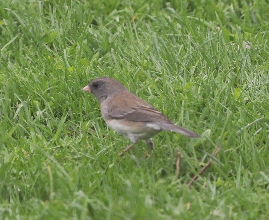Dark-eyed Junco - ML635389206