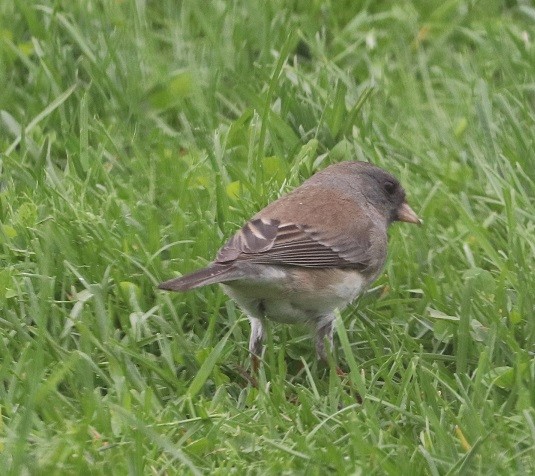 Dark-eyed Junco - ML635389207