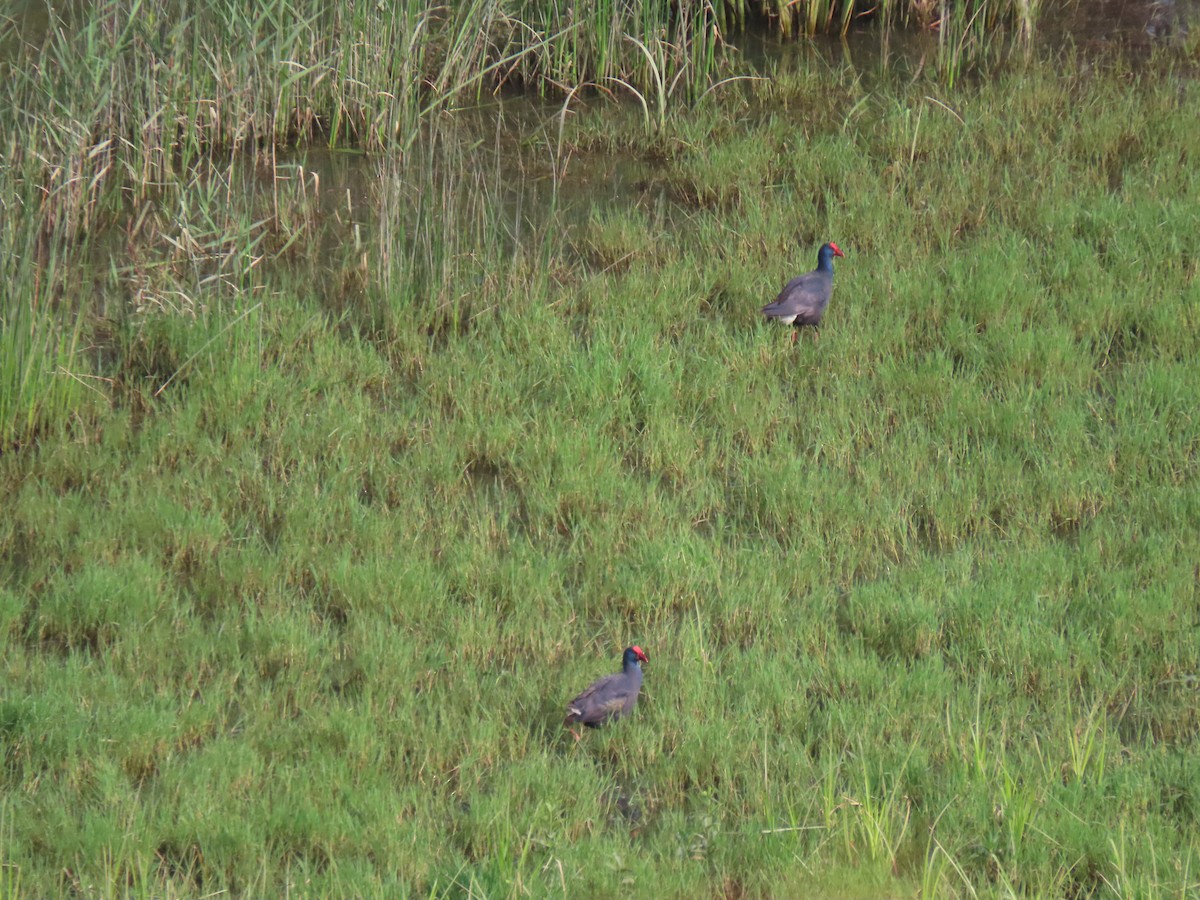 Western Swamphen - ML635389221