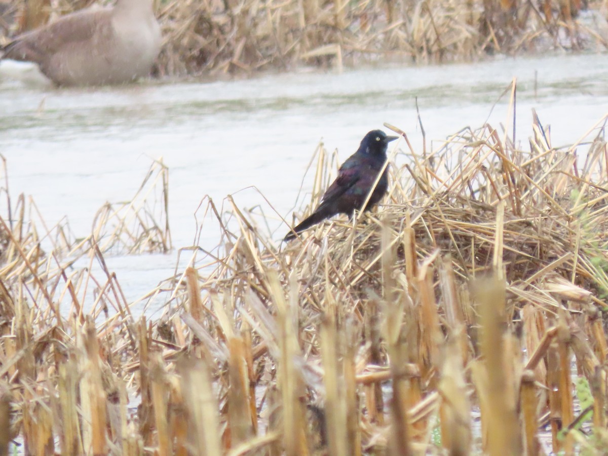 Common Grackle - ML635389239