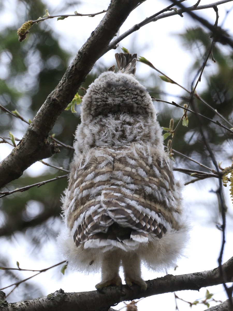 Barred Owl - ML635389258
