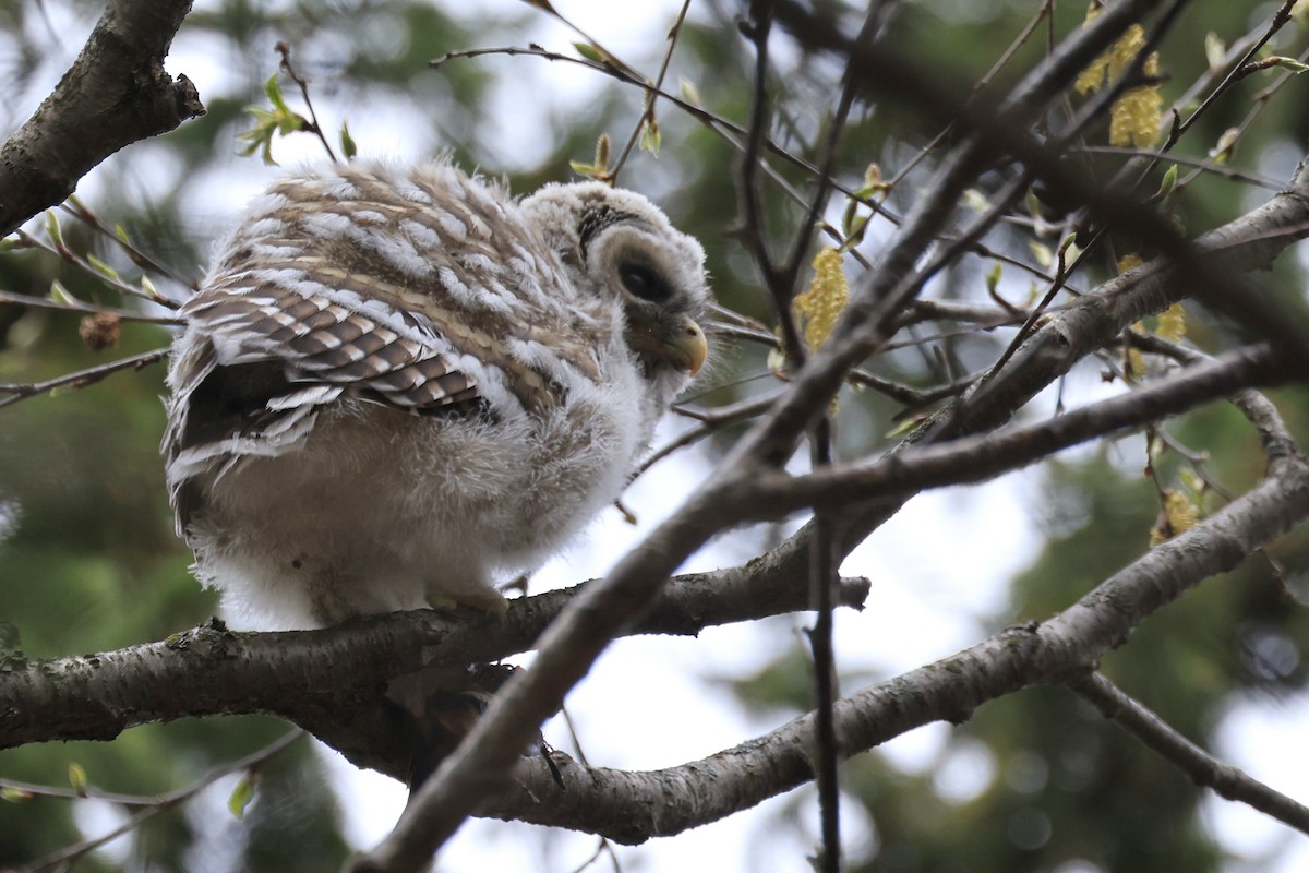 Barred Owl - ML635389259
