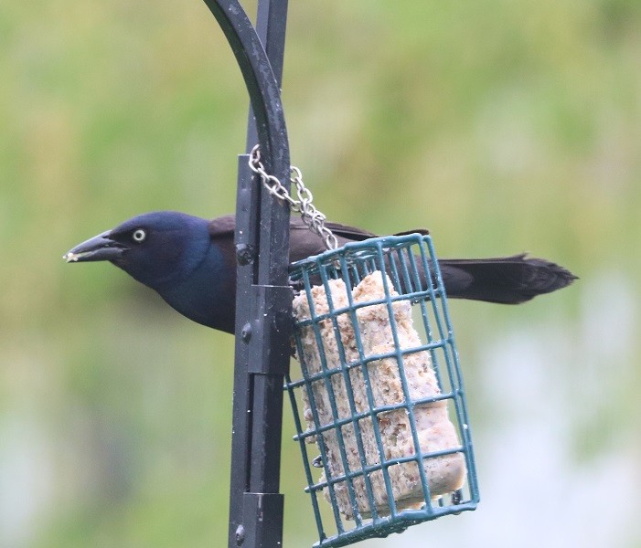 Common Grackle - ML635389264