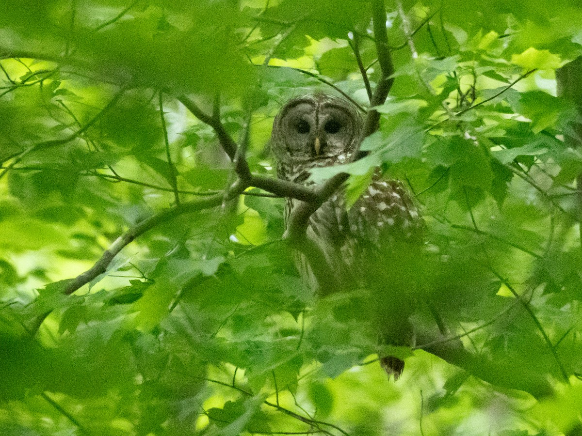 Barred Owl - ML635389305
