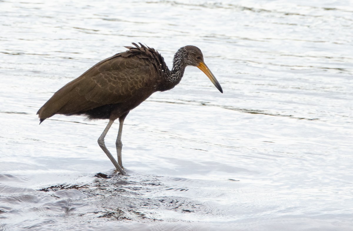 Limpkin - ML635389315