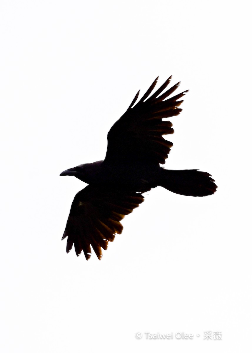 Common Raven - ML635389322