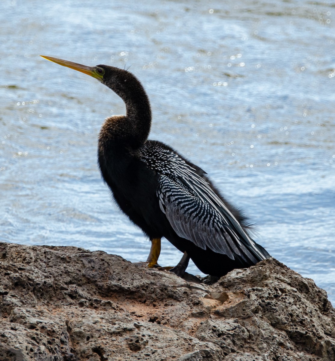Anhinga - ML635389328