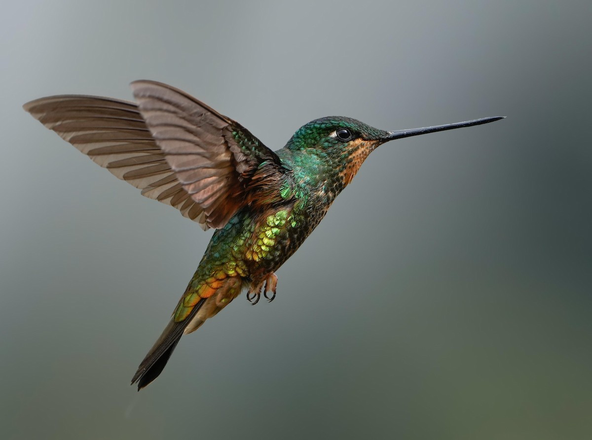 Golden-bellied Starfrontlet - ML635389337