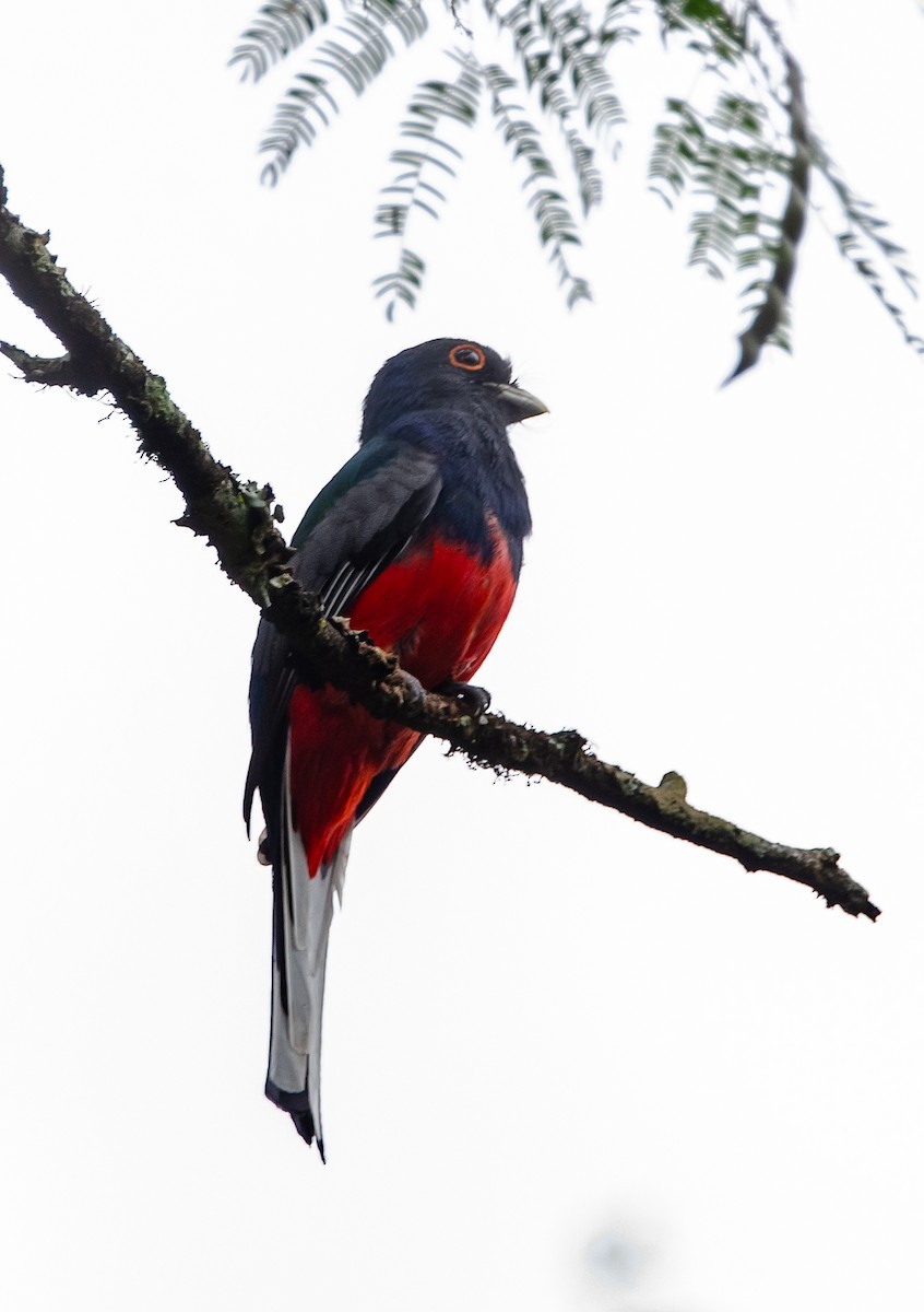 Surucua Trogon - ML635389340