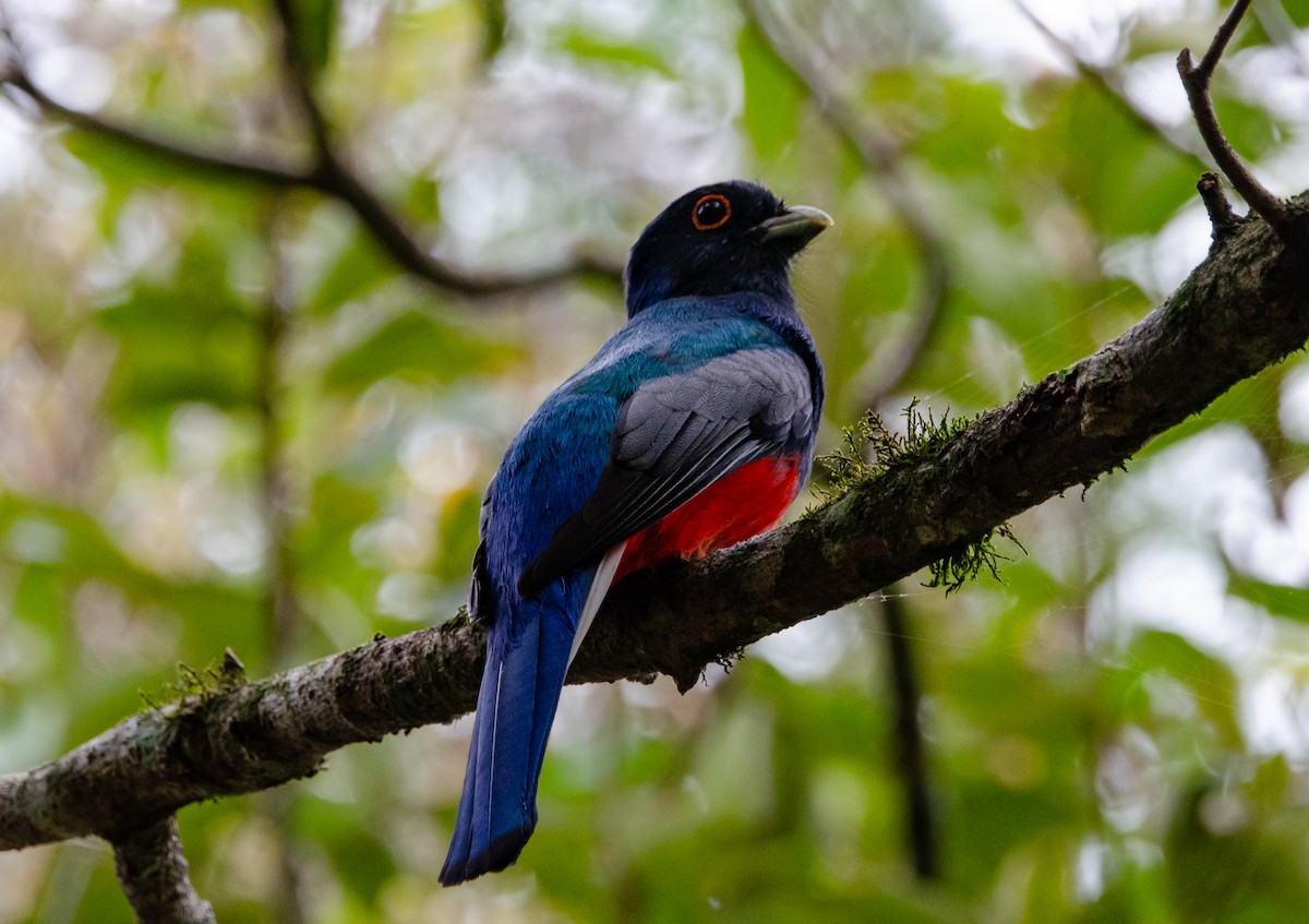 Surucua Trogon - ML635389341