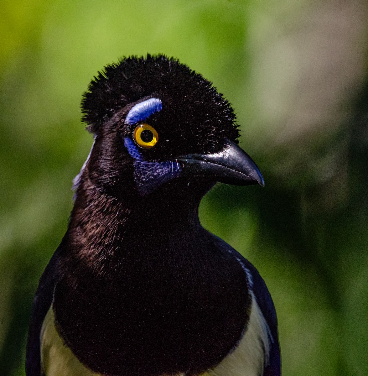 Plush-crested Jay - ML635389354