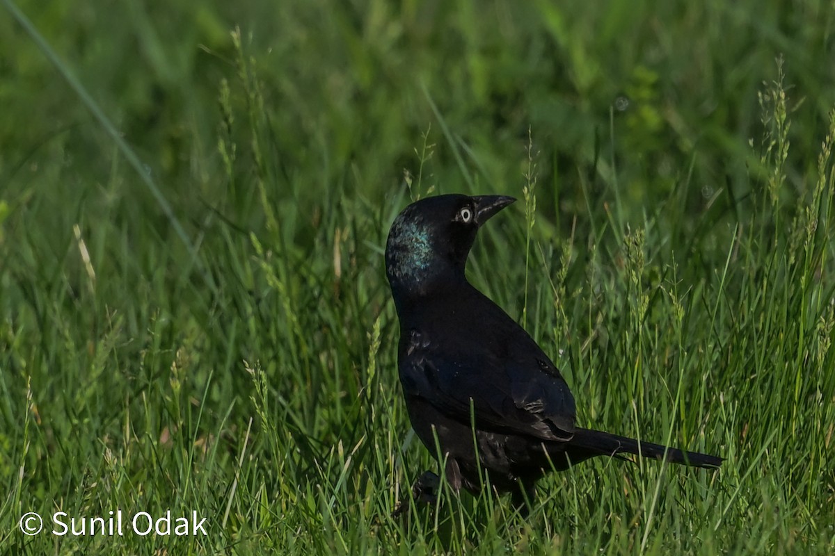 Common Grackle - ML635389364