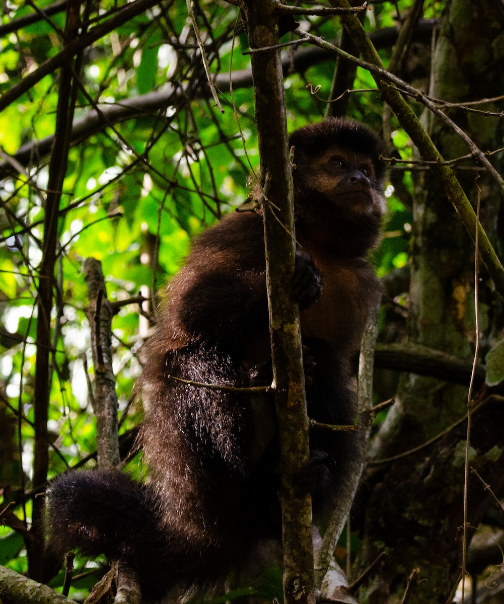 Mammals - ML635389386