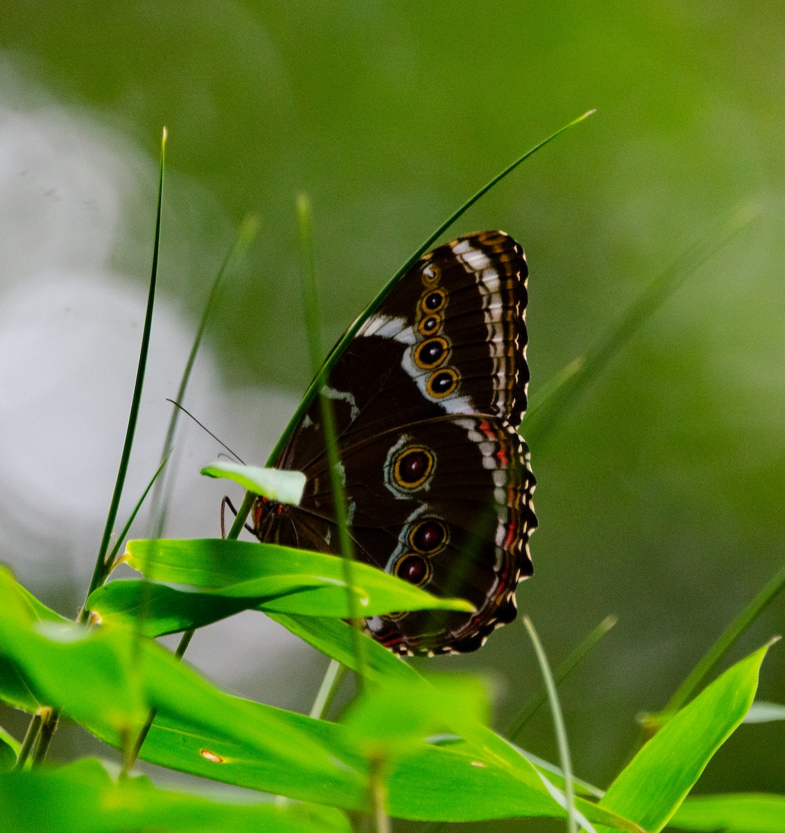 Insects - ML635389387