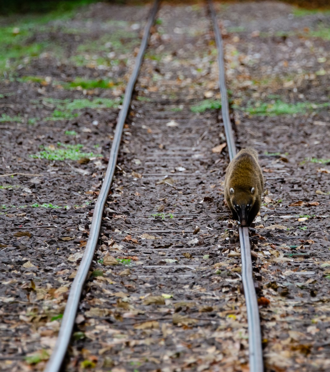 South American Coati - ML635389388