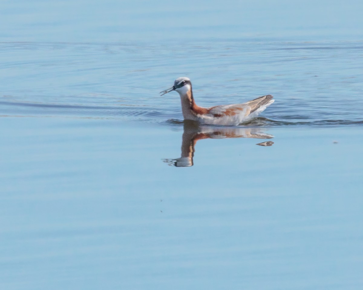 Wilson's Phalarope - ML635389395