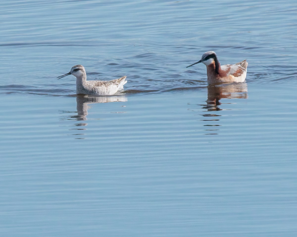 Wilson's Phalarope - ML635389396