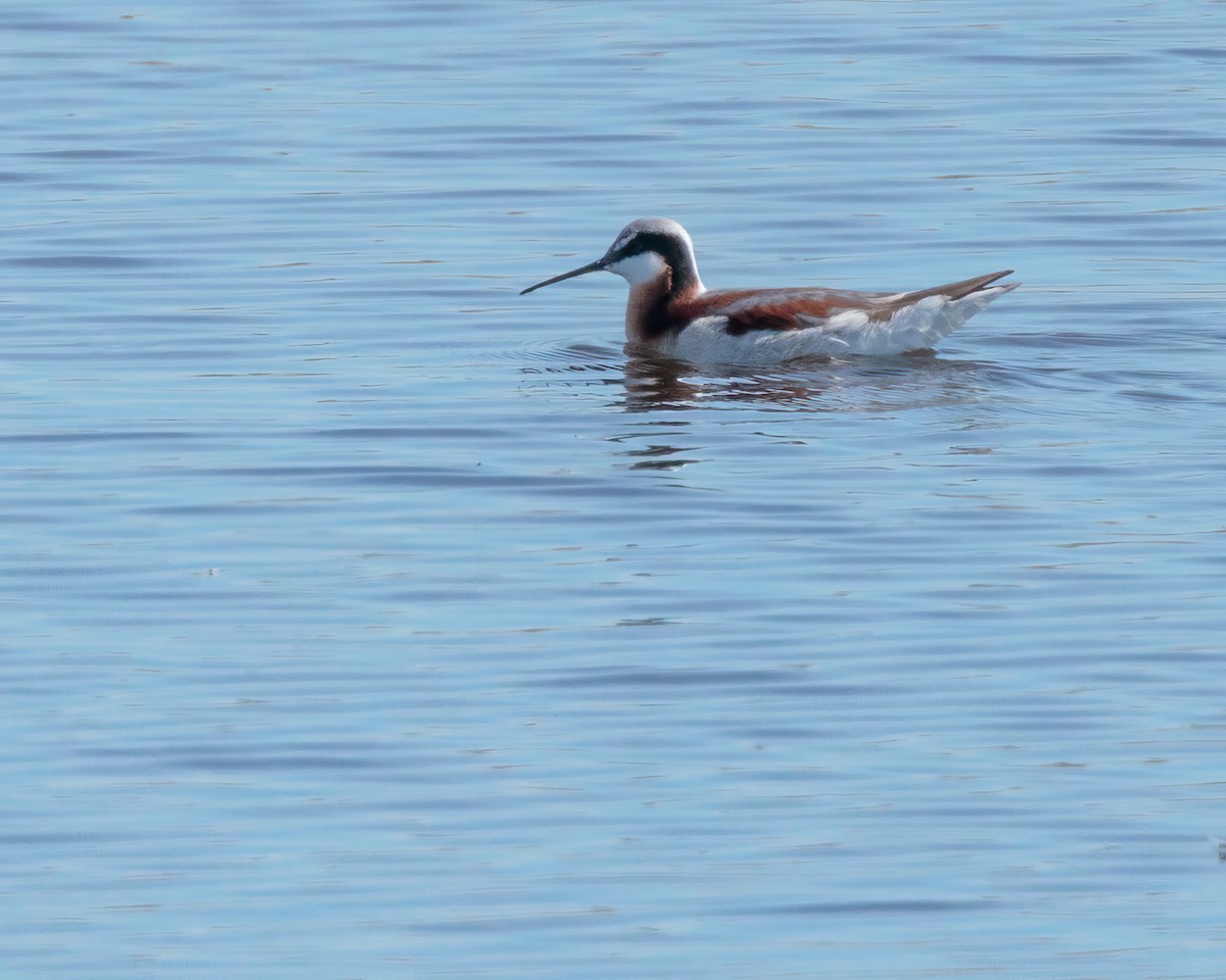 Wilson's Phalarope - ML635389397