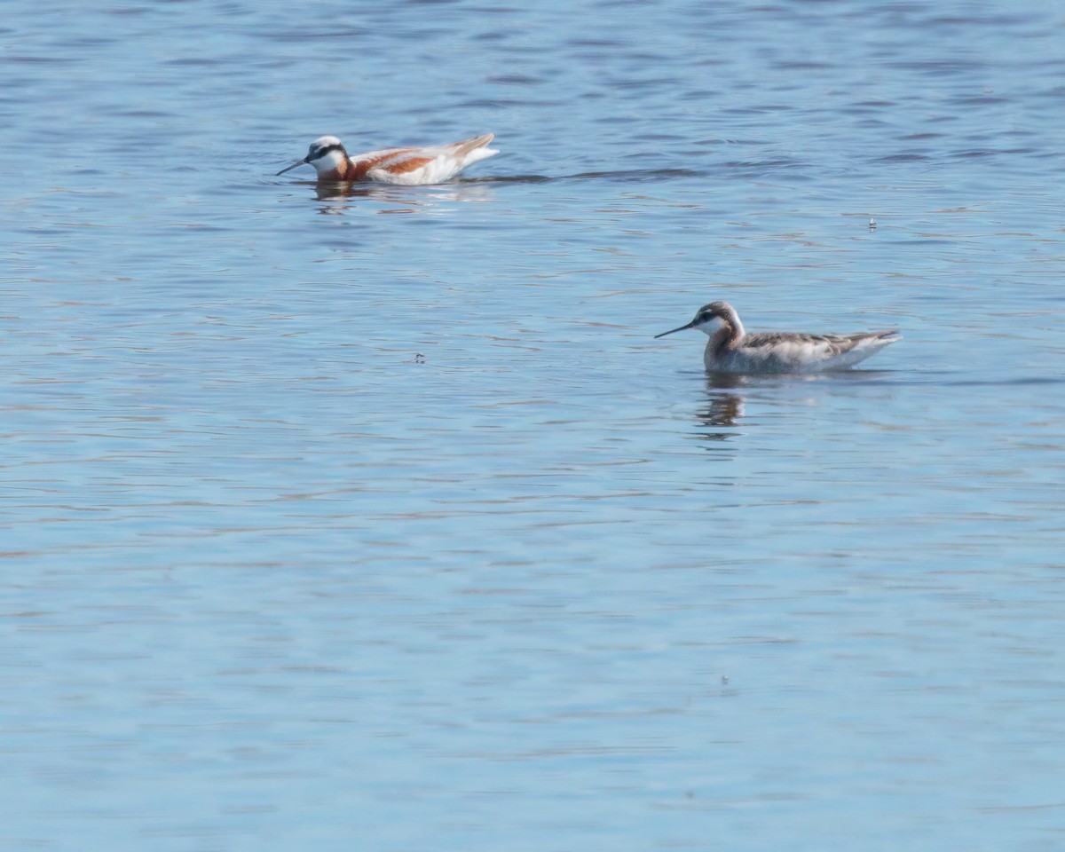 Wilson's Phalarope - ML635389398