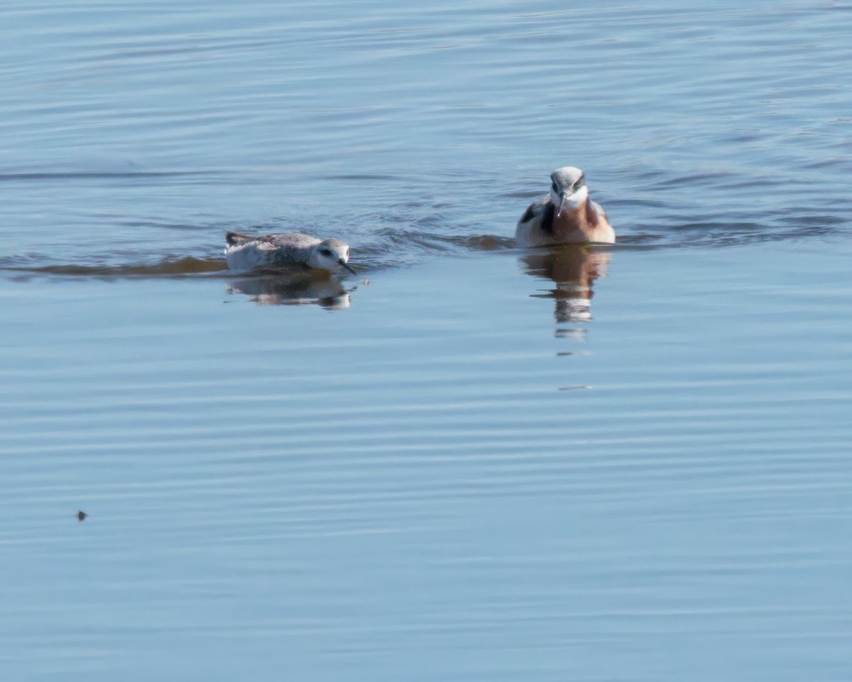 Wilson's Phalarope - ML635389399