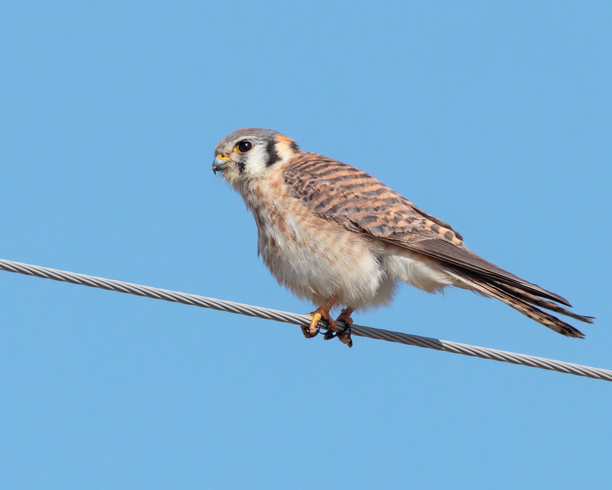 American Kestrel - ML635389402