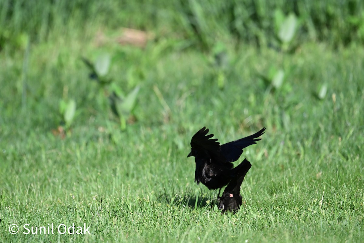 Common Grackle - ML635389478
