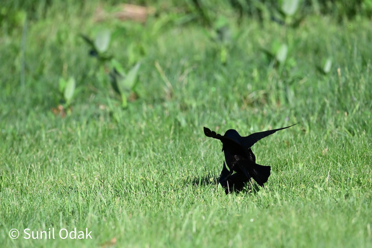Common Grackle - ML635389479