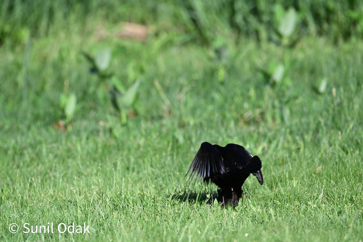 Common Grackle - ML635389480