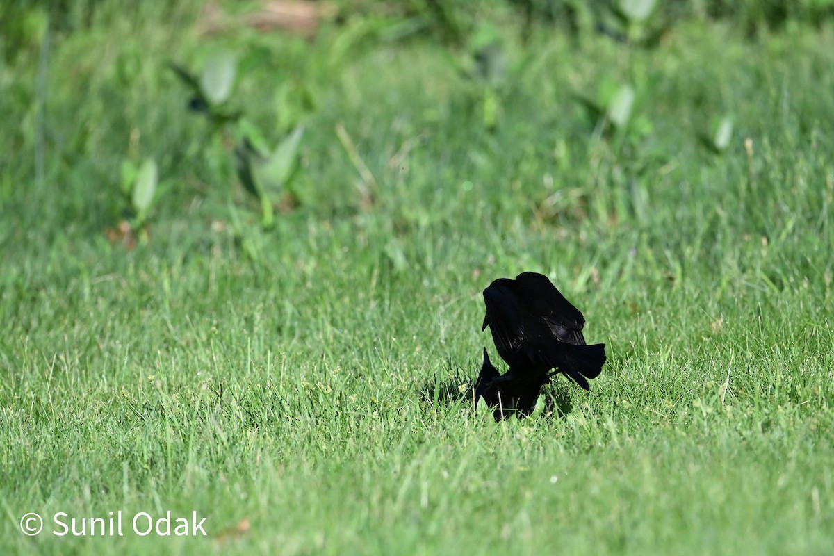 Common Grackle - ML635389481