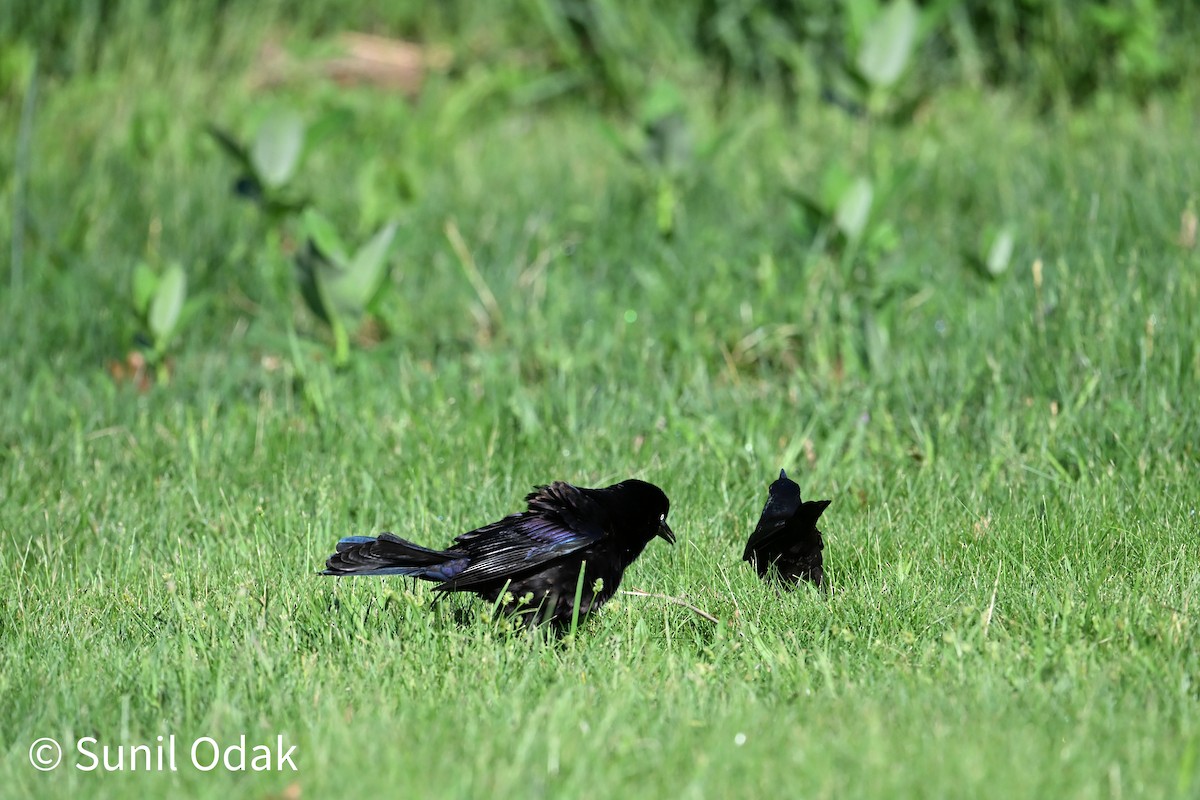 Common Grackle - ML635389482