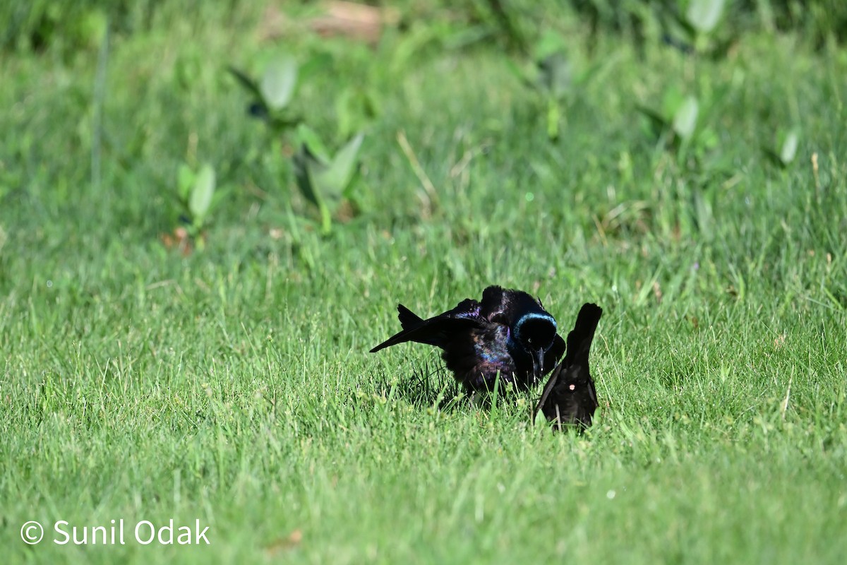 Common Grackle - ML635389483
