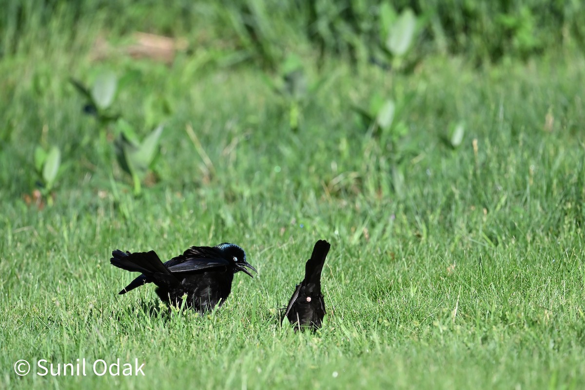 Common Grackle - ML635389484