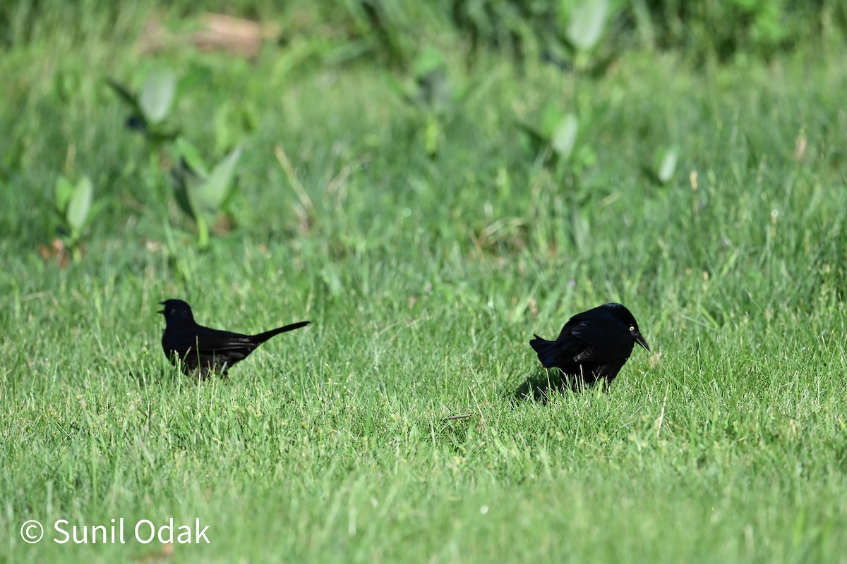 Common Grackle - ML635389485