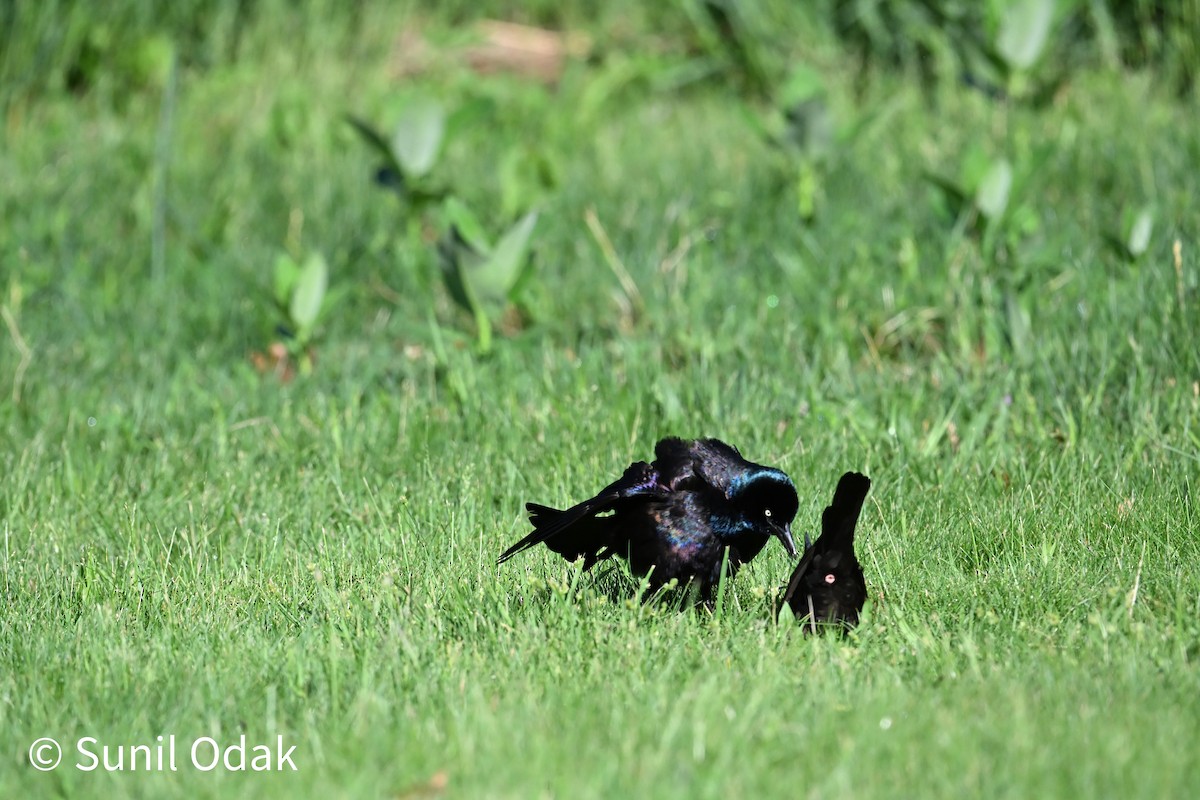 Common Grackle - ML635389486
