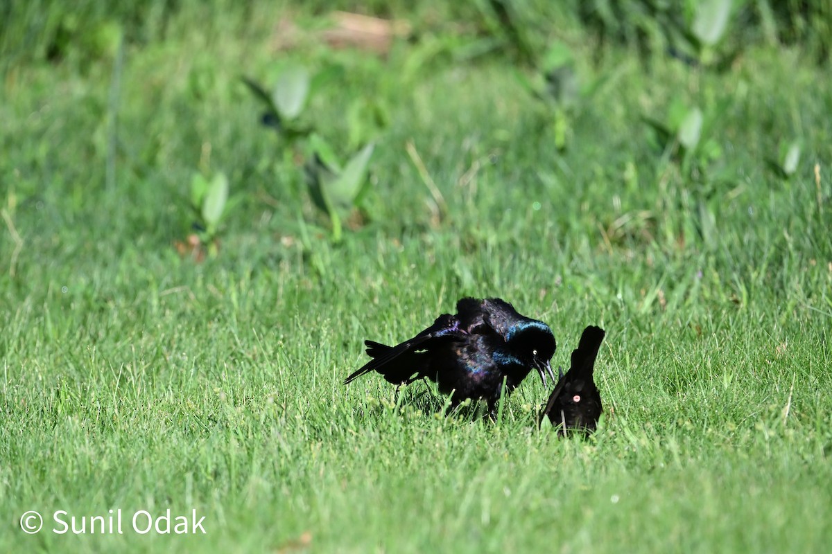 Common Grackle - ML635389487