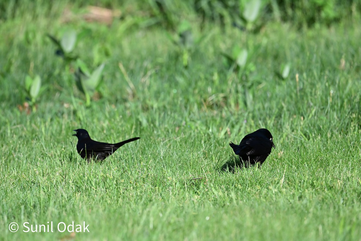 Common Grackle - ML635389489