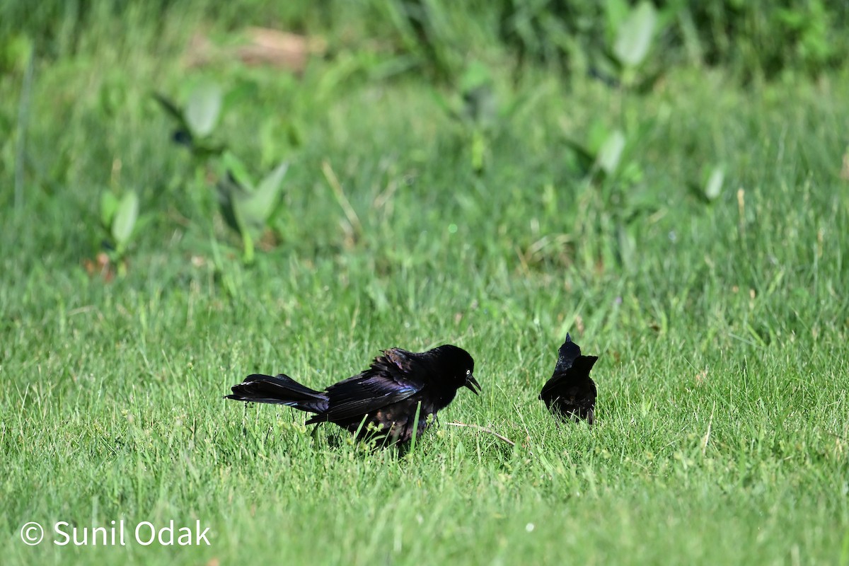 Common Grackle - ML635389490