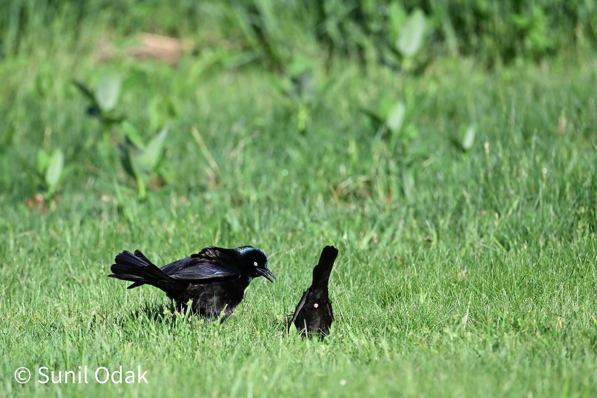 Common Grackle - ML635389491