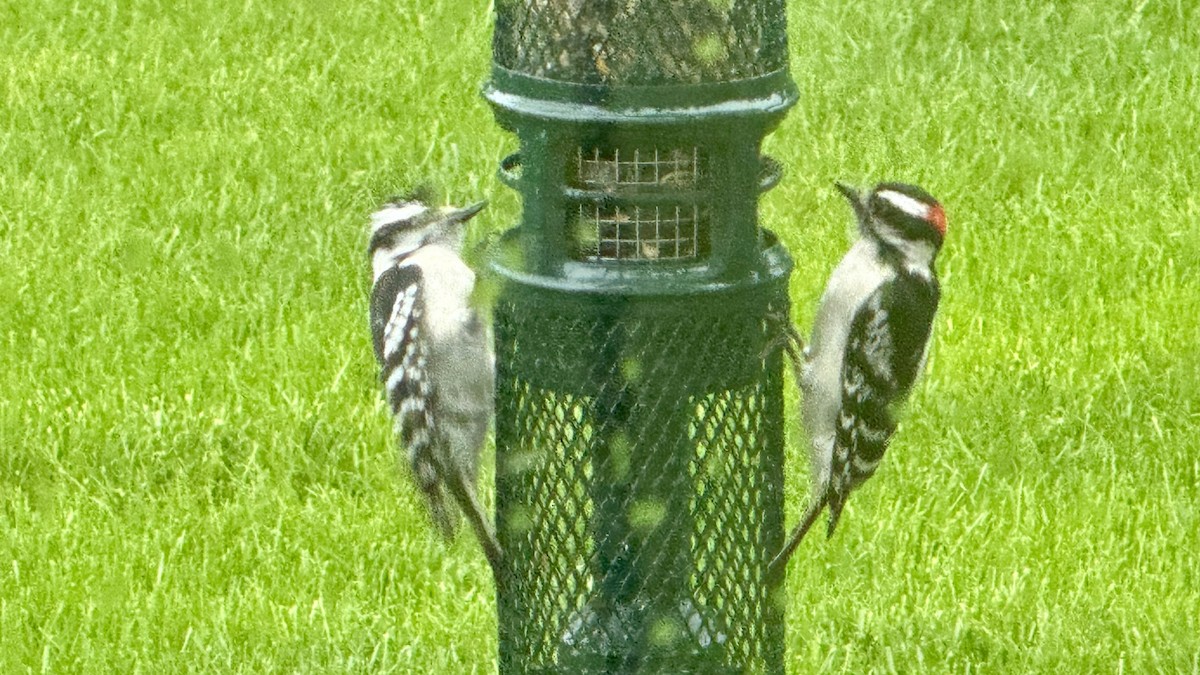 Downy Woodpecker - ML635389581
