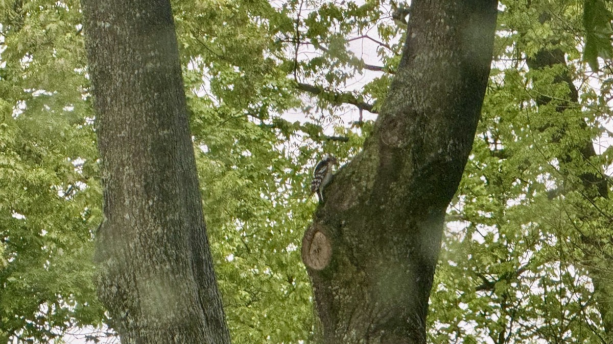 Downy Woodpecker - ML635389582