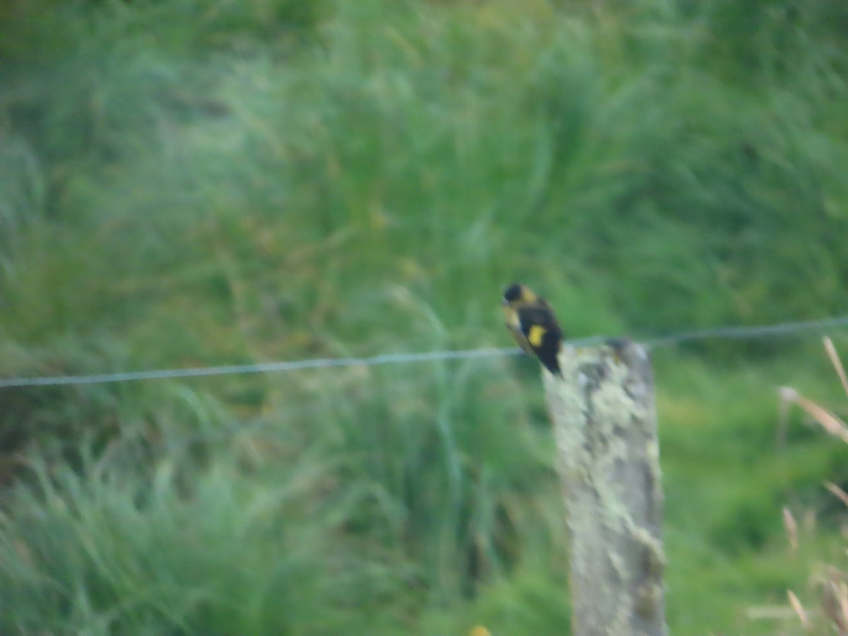Andean Siskin - ML635389597