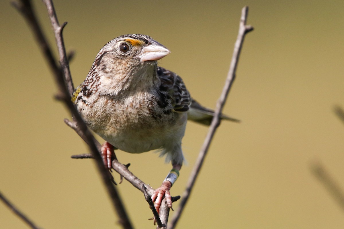 Grasshopper Sparrow - Alex Marine