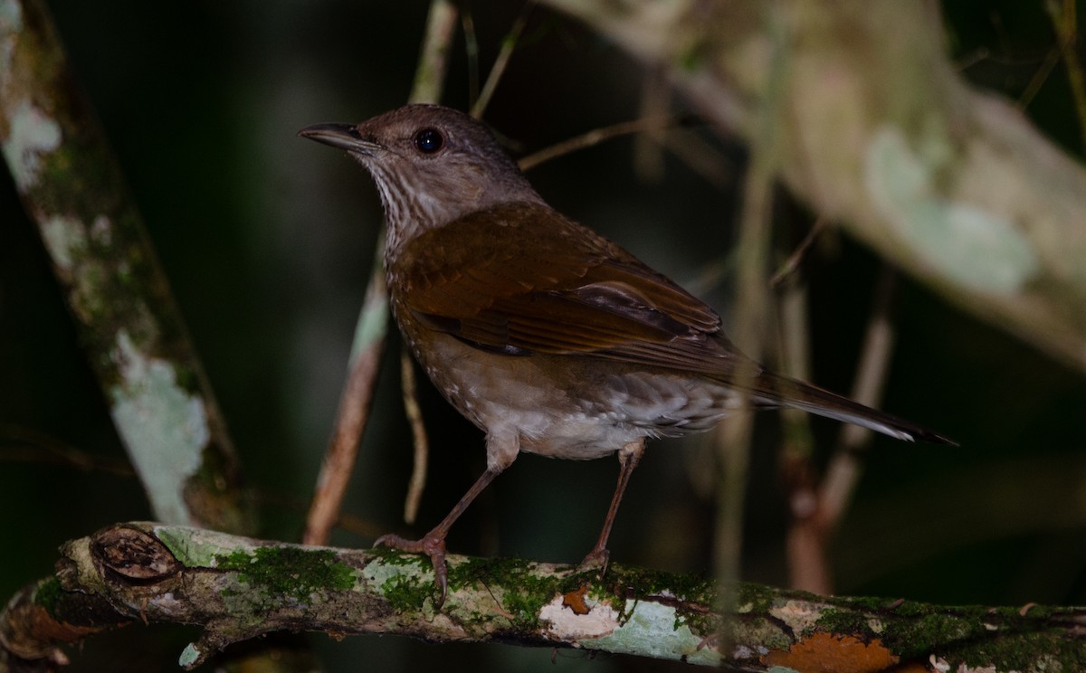 Pale-breasted Thrush - ML635389623