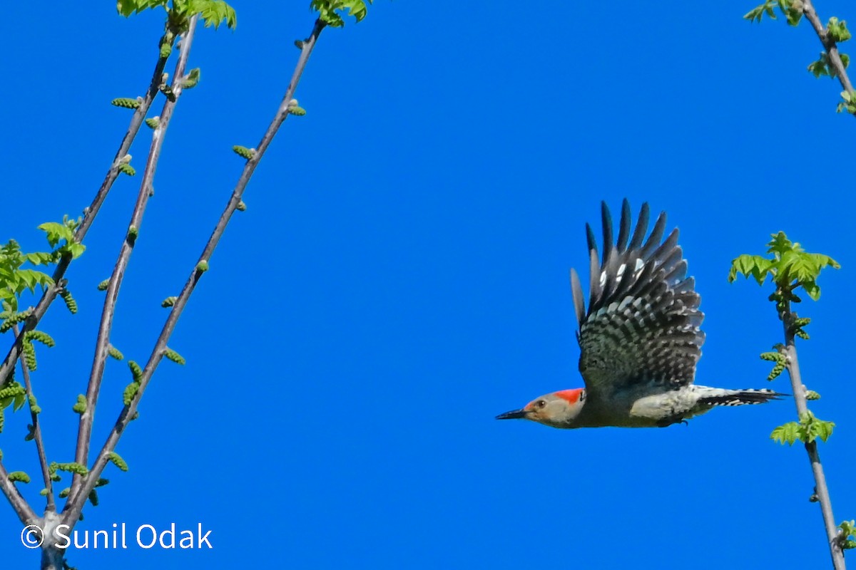 Red-bellied Woodpecker - ML635389682