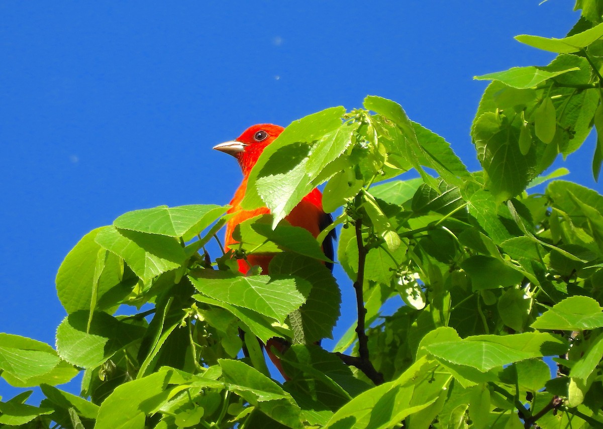 Scarlet Tanager - ML635389691